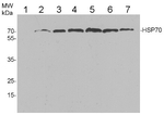HSP70/HSC70/Heat shock protein 70 Antibody in Western Blot (WB)