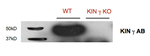 AKING1/SNF1-related protein kinase regulatory subunit gamma 1 Polyclonal Antibody