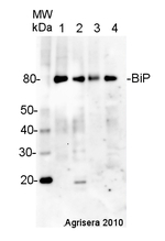 BiP/Lumenal-binding protein Antibody in Western Blot (WB)