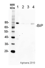 BiP/Lumenal-binding protein Antibody in Western Blot (WB)