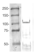 AGO4/Argonaute 4 Polyclonal Antibody