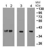 eEF1B-beta1 and 2/elongation factor 1-beta1 and 1-beta2 Polyclonal Antibody