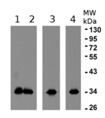 eEF1B-alpha1 and 2/elongation factor 1B-alpha 1 and 1B-alpha 2 Polyclonal Antibody
