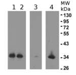 eEF1B-alpha2/elongation factor 1B-alpha 2 Polyclonal Antibody