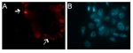 Tubulin beta chain Antibody in Immunocytochemistry (ICC/IF)