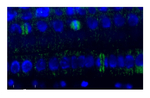 Tubulin beta chain Antibody in Immunohistochemistry (PFA fixed) (IHC (PFA))