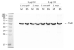 PsaB/PSI-B core subunit of photosystem I Antibody in Western Blot (WB)