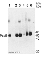 PsaB/PSI-B core subunit of photosystem I Antibody in Western Blot (WB)