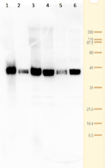 Tic40/Inner envelope membrane translocon complex protein (chloroplast) Antibody in Western Blot (WB)