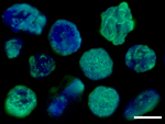 Histone H3 (nuclear marker) Antibody in Immunocytochemistry (ICC/IF)