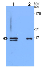 Histone H3 (nuclear marker) Antibody in Western Blot (WB)