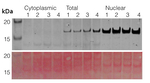 Histone H3 (nuclear marker) Antibody in Western Blot (WB)