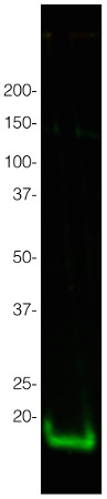 Histone H3 (nuclear marker) Antibody in Western Blot (WB)
