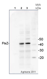 FtsZ/Procaryotic cell division GTPase Polyclonal Antibody