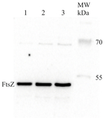 FtsZ/Procaryotic cell division GTPase Antibody in Western Blot (WB)