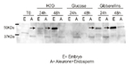 Ramy 3D/Alpha-amylase isozyme 3D Antibody in Western Blot (WB)