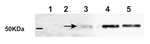 Ramy 3D/Alpha-amylase isozyme 3D Antibody in Western Blot (WB)