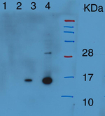 HTA9/Probable histone H2A variant 3 Polyclonal Antibody