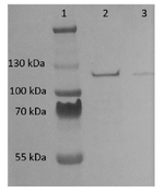 ADH/ALDH/Alcohol/acetaldehyde dehydrogenase Antibody in Western Blot (WB)