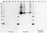 eEF1a/Elongation factor 1-alpha Antibody in Western Blot (WB)