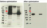 eEF1a/Elongation factor 1-alpha Antibody in Western Blot (WB)