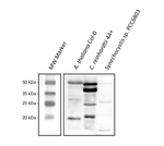 CGL78/YCF54 Polyclonal Antibody