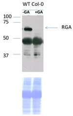 RGA/DELLA protein RGA Polyclonal Antibody