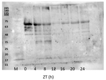 GAI/DELLA protein GAI Antibody in Western Blot (WB)