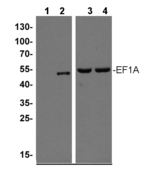 EF1A/Elongation factor 1-alpha/EF-1-alpha Antibody in Western Blot (WB)