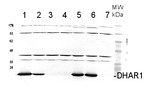 DHAR1/Dehydroascorbate Reductase 1 Polyclonal Antibody