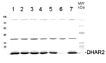 DHAR2/Dehydroascorbate Reductase 2 Polyclonal Antibody