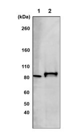 ATPase AAA2 domain Antibody in Western Blot (WB)