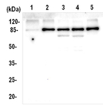 ATPase AAA2 domain Polyclonal Antibody