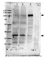 WUS/WUSCHEL protein Polyclonal Antibody