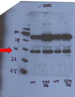 STM/Homeobox protein shoot meristemless Polyclonal Antibody