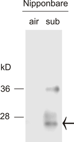 Sub1C/submergence-1C Polyclonal Antibody