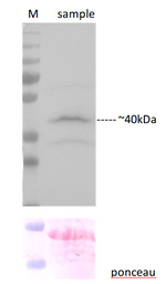 C-YFP/C-terminal of YFP Polyclonal Antibody