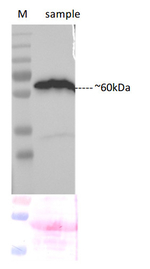 N-YFP/N-terminal of YFP Polyclonal Antibody
