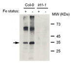 IRT1/Iron regulated transporter 1 Antibody in Western Blot (WB)