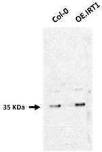 IRT1/Iron regulated transporter 1 Antibody in Western Blot (WB)