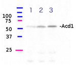 ACD1/Accelerated cell death 1 Antibody in Western Blot (WB)