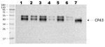 PsbC/CP43 protein of PSII Antibody in Western Blot (WB)