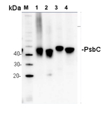 PsbC/CP43 protein of PSII Polyclonal Antibody