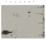HDT1/Histone deacetylase Polyclonal Antibody