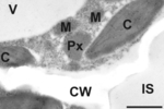 ACC/1-Aminocyclopropane-1-carboxylic acid Antibody in Immunocytochemistry (ICC/IF)