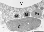 ACC/1-Aminocyclopropane-1-carboxylic acid Polyclonal Antibody