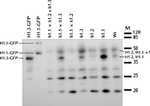 Histone H1 Antibody in Western Blot (WB)