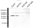 RACK1A/Receptor for activated C kinase 1A Polyclonal Antibody