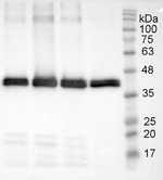 Patatin Antibody in Western Blot (WB)
