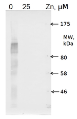 ZCP2/Zinc Chaperone Protein Polyclonal Antibody